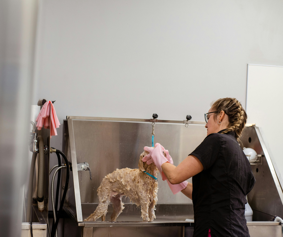 Prime Pet Supplies Plus Franchised Location 1 groomergivingdogbath